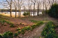 Spring flowers yellow daffodils in a clearing in a park or forest. Royalty Free Stock Photo