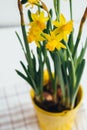 Spring flowers, yellow daffodils in a metal pail-yellow flowerpot Royalty Free Stock Photo