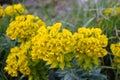 spring flowers yellow