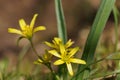 Spring flowers - yellow star-of-Bethlehem, Weidegeelster, Gagea pratensis