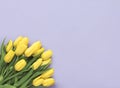 Spring flowers. Yellow tulip flowers bouquet isolated on purple background. Flat lay, top view. Minimal floral concept. Add your t Royalty Free Stock Photo