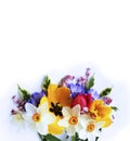 Spring flowers-yellow tulips, lilac chrysanthemums and white daffodils on a white background. Royalty Free Stock Photo