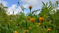 spring flowers with young trees and sunshine on blue sky background Royalty Free Stock Photo