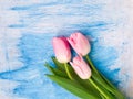 Beautiful spring pink tulips on white blue wooden background with copy space. Top view, flat lay. Greeting card Royalty Free Stock Photo