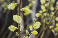 Spring fluffy buds branches