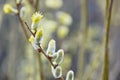 Spring fluffy buds branches