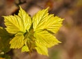 Spring foliage