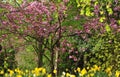 Spring foliage colours Royalty Free Stock Photo