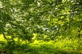 Spring foliage bright green in sunlight nature background Royalty Free Stock Photo