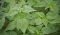 Spring Foliage of Salvia Chia