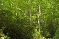 Spring Foliage, Smokies