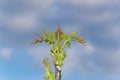 Spring foliage