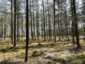 Spring forest around De Lutte Royalty Free Stock Photo