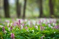 Spring forest with beautiful flower carpet of Holewort flowers Royalty Free Stock Photo