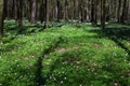 Spring forest