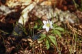 Spring in the forest, Belovezhskaya Pushcha National Park in Belarus and Poland - the oldest forest in Europe. Nature wakes up.