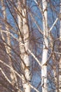 spring forest, birch grove without leaves in April against Royalty Free Stock Photo