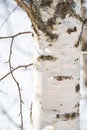 spring forest, birch grove without leaves in April against Royalty Free Stock Photo