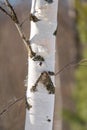 spring forest, birch grove without leaves in April against Royalty Free Stock Photo