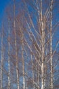 spring forest, birch grove without leaves in April against Royalty Free Stock Photo