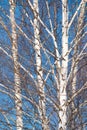 spring forest, birch grove without leaves in April against Royalty Free Stock Photo