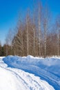 spring forest, birch grove without leaves in April against Royalty Free Stock Photo