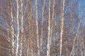 spring forest, birch grove without leaves in April against Royalty Free Stock Photo