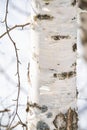 spring forest, birch grove without leaves in April against Royalty Free Stock Photo