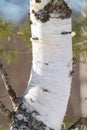 spring forest, birch grove without leaves in April against Royalty Free Stock Photo