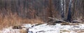 Spring forest with birches and thickets of bushes and grass during snowmelt