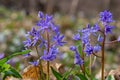 In the spring forest bloom ephemeroid plant Scilla bifolia against the background of the solar disk. Scilla bifolia in a