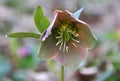 In the spring forest bloom Helleborus purpurascens