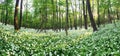 Spring forest with blooming white flowers. Wild garlic