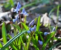 In the spring in the forest blooms snowdrop bifoliate Scilla bifolia Royalty Free Stock Photo