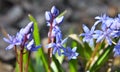 In the spring in the forest blooms snowdrop bifoliate Scilla bifolia Royalty Free Stock Photo