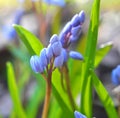 In the spring in the forest blooms snowdrop bifoliate (Scilla bifolia Royalty Free Stock Photo