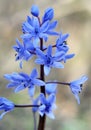 In the spring in the forest blooms snowdrop bifoliate (Scilla bifolia Royalty Free Stock Photo