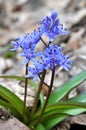 In the spring in the forest blooms snowdrop bifoliate (Scilla bifolia Royalty Free Stock Photo