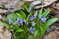 In the spring in the forest blooms snowdrop two-leafed Scilla bifolia Royalty Free Stock Photo