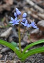 In the spring in the forest blooms snowdrop two-leafed Scilla bifolia Royalty Free Stock Photo