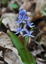 In the spring in the forest blooms snowdrop two-leafed Scilla bifolia Royalty Free Stock Photo
