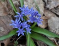 In the spring in the forest blooms snowdrop two-leafed Scilla bifolia Royalty Free Stock Photo