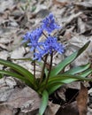 In the spring in the forest blooms snowdrop two-leafed Scilla bifolia Royalty Free Stock Photo