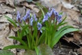 In the spring in the forest blooms snowdrop two-leafed Scilla bifolia Royalty Free Stock Photo