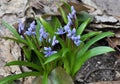 In the spring in the forest blooms snowdrop two-leafed Scilla bifolia Royalty Free Stock Photo