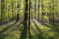 Spring forest with bluebell flowers Royalty Free Stock Photo