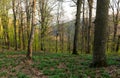 Spring forest on Borzhava range in Carpathian mountains