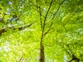 Spring in the forest. Bottom view tree with lush bright green leaves illuminated by sun. Natural background wallpaper Royalty Free Stock Photo