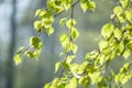 Spring in forest with closeup of first fresh green leaves of birch tree branches in sunlight on blurred background Royalty Free Stock Photo