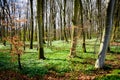 Spring forest - Denmark